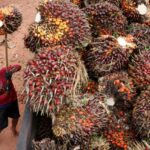 Read more about the article Fear grips Indonesian palm oil industry as military seizes plantations 