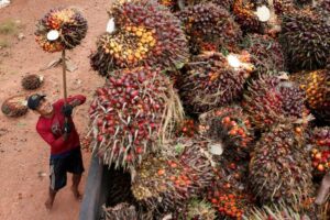 Read more about the article Fear grips Indonesian palm oil industry as military seizes plantations 