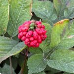 Read more about the article China trade spat threatens Wisconsin’s ’Napa Valley’ of ginseng 