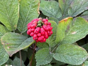 Read more about the article China trade spat threatens Wisconsin’s ’Napa Valley’ of ginseng 