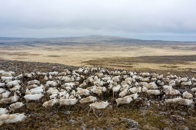 You are currently viewing US reopens Alaska wildlife refuge to oil and gas development