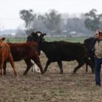 Read more about the article Argentina’s farmers give Milei vote of confidence before midterms
