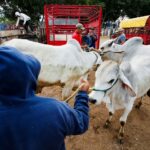 Read more about the article Mexico agriculture secretary says still no date for restarting cattle exports to U.S.