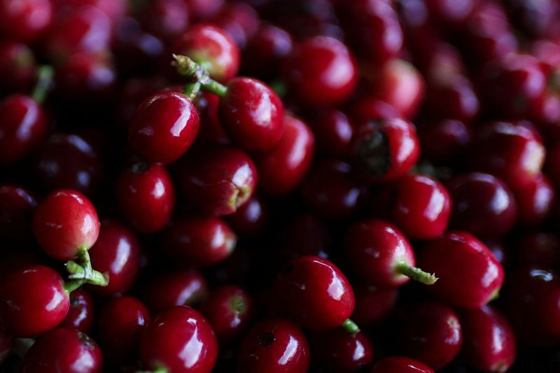 You are currently viewing Colombia has best coffee harvest in decades, warns of lower 2025/26 crop