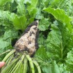 Read more about the article Weight-loss drugs and MAHA are hammering US sugar beet farmers