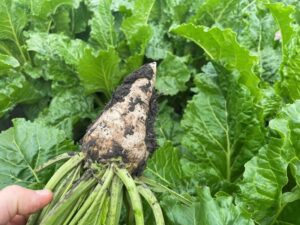 Read more about the article Weight-loss drugs and MAHA are hammering US sugar beet farmers