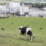 Read more about the article Nestle quits global alliance on reducing dairy methane emissions