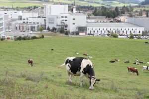 Read more about the article Nestle quits global alliance on reducing dairy methane emissions