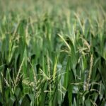 Read more about the article Farmers, traders ‘flying blind’ as US shutdown blocks key crop data