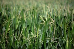 Read more about the article Farmers, traders ‘flying blind’ as US shutdown blocks key crop data