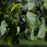 Read more about the article English winemakers hope for export boost as they toast warmest summer