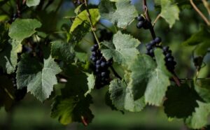 Read more about the article English winemakers hope for export boost as they toast warmest summer