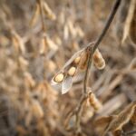 Read more about the article China imports no US soybeans in September for first time in seven years