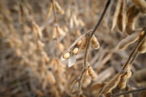 Read more about the article China imports no US soybeans in September for first time in seven years
