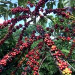 Read more about the article Trump’s coffee tariff change helps US roasters, hurts Brazil