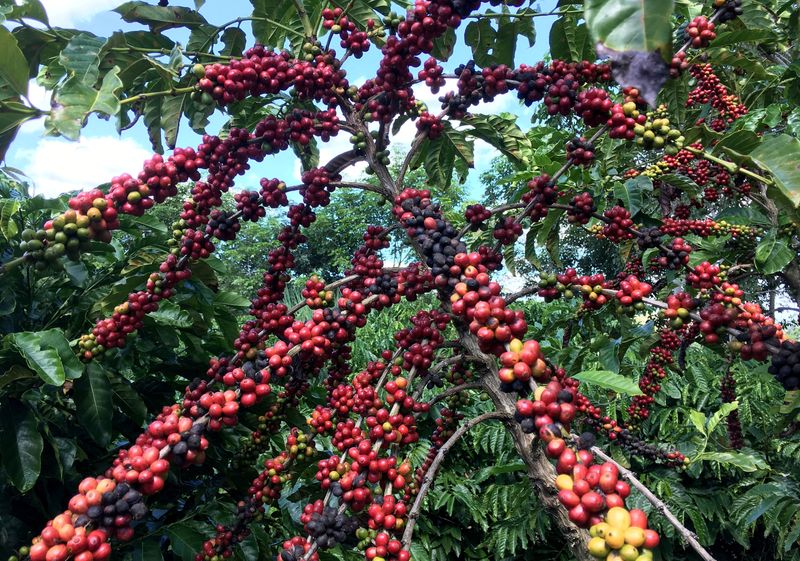 You are currently viewing Trump’s coffee tariff change helps US roasters, hurts Brazil