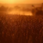 Read more about the article China imports no US soybeans for second month, Brazil arrivals up 29%