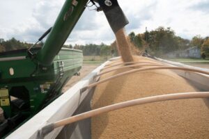 Read more about the article Analysis-China’s largest US soybean buy in 2 years buoys prices, triggers sales by struggling farmers