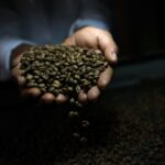 Read more about the article Global coffee prices plunge after Trump removes tariffs on Brazil