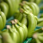 Read more about the article The U.S. plans to eliminate tariffs on bananas, coffee, beef and certain apparel and textile products under framework agreements with four Latin American nations