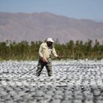 Read more about the article Boosted by Dubai chocolate craze, Argentina bets on pistachios