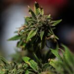 Read more about the article Trump says he is considering executive order to reclassify marijuana