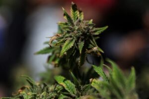 Read more about the article Trump says he is considering executive order to reclassify marijuana