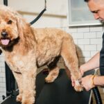 Read more about the article Americans are spending more than ever on manicures and doggy daycare