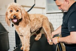 Read more about the article Americans are spending more than ever on manicures and doggy daycare