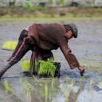 Read more about the article From surplus to strain: world rice supply threatened by Iran war, El Nino