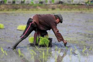 Read more about the article From surplus to strain: world rice supply threatened by Iran war, El Nino