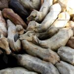 Read more about the article Brazil’s beef exports could drop 10% in 2026 due to Chinese tariffs, says lobby ABIEC