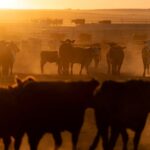Read more about the article US beef producers hope China access is on Trump-Xi summit menu