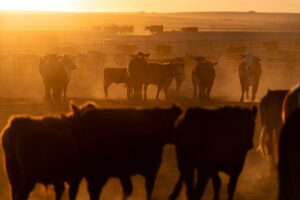 Read more about the article US beef producers hope China access is on Trump-Xi summit menu