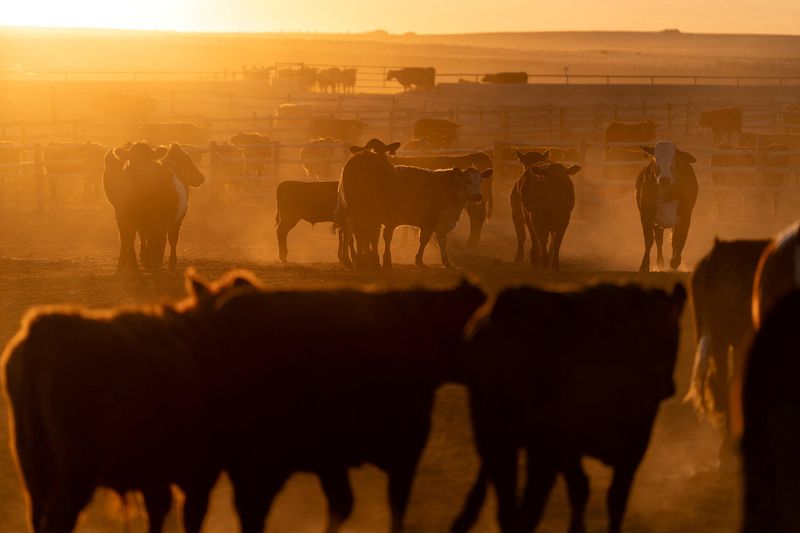You are currently viewing US beef producers hope China access is on Trump-Xi summit menu
