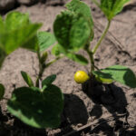 Read more about the article NOPA April US soybean crush below most estimates at 211.856 million bushels