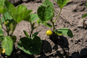 Read more about the article NOPA April US soybean crush below most estimates at 211.856 million bushels