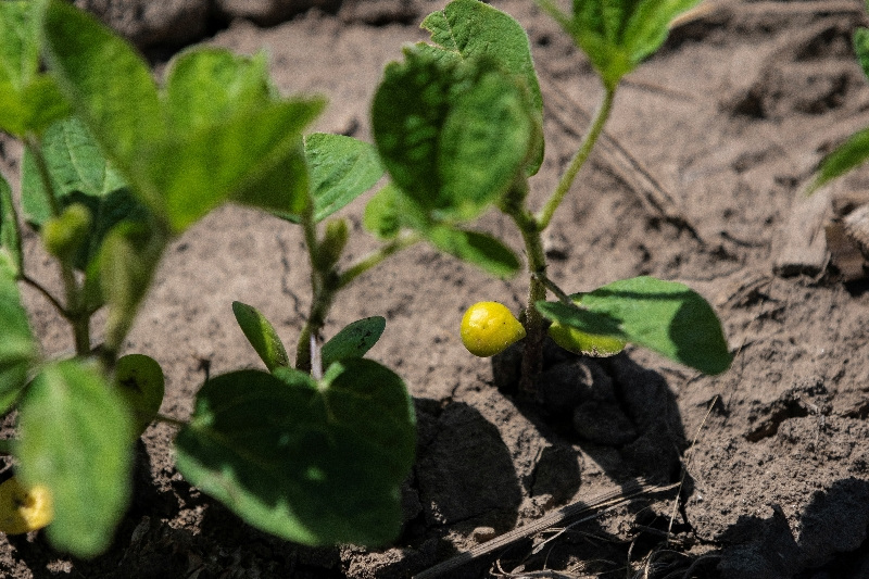 You are currently viewing NOPA April US soybean crush below most estimates at 211.856 million bushels