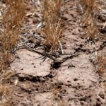 Read more about the article ’Am I out?’ Drought and rising costs from Iran war deepen pain for US farmers