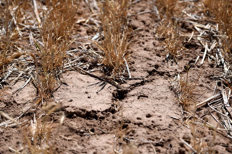 You are currently viewing ’Am I out?’ Drought and rising costs from Iran war deepen pain for US farmers