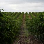 Read more about the article Brazil to export record coffee volume, El Nino in focus, trading firm says