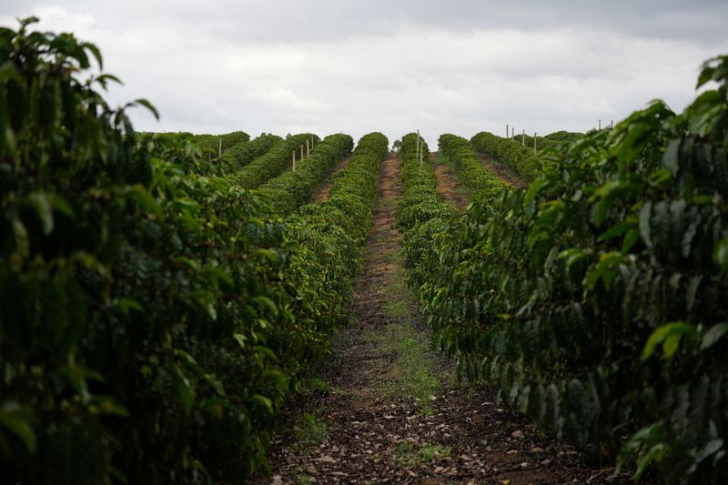 You are currently viewing Brazil to export record coffee volume, El Nino in focus, trading firm says