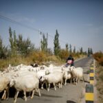 Read more about the article Job ad for shepherds goes viral in China exposing labour market strains