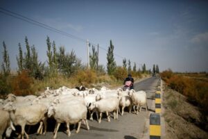 Read more about the article Job ad for shepherds goes viral in China exposing labour market strains