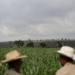 Read more about the article Mexican sugar producers push to scrap US import quotas