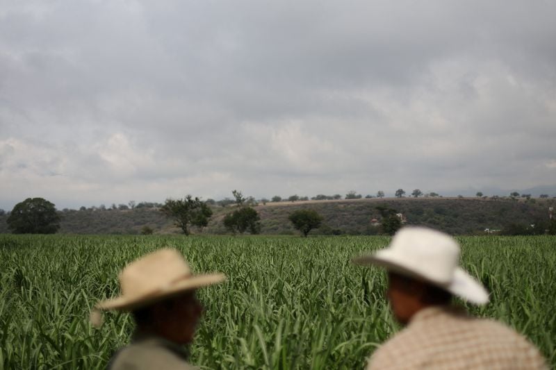 You are currently viewing Mexican sugar producers push to scrap US import quotas