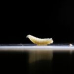 Read more about the article Flesh-eating parasite New World screwworm confirmed in Texas, USDA says
