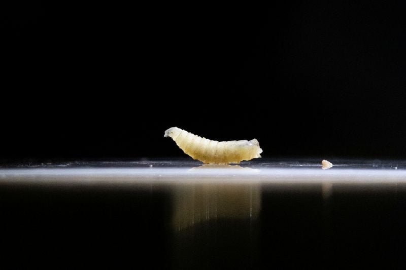 You are currently viewing Flesh-eating parasite New World screwworm confirmed in Texas, USDA says