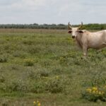 Read more about the article Texas ranchers on edge after screwworm parasite detected in calf