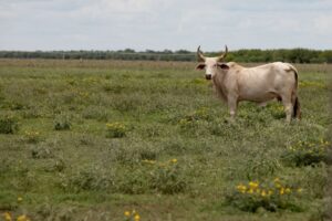 Read more about the article Texas ranchers on edge after screwworm parasite detected in calf